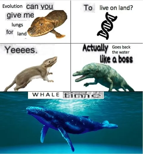 Evolution Gives Whale Lungs