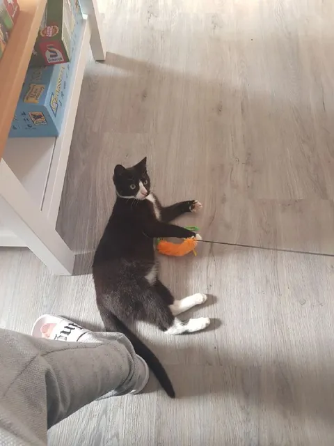 Кот поймал игрушку