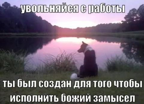Собака уволилась с работы