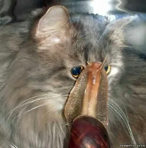 Кот с клювом утки