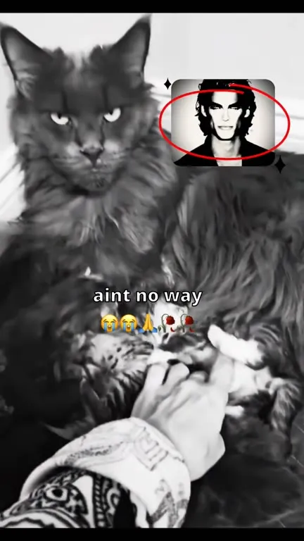 Ain't No Way Cat Family