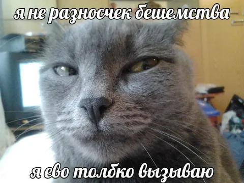 Кот вызывает бешенство