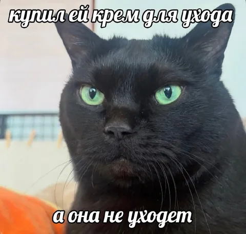 Кот не хочет уходить