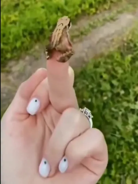 Лягушка сбегает с пальца