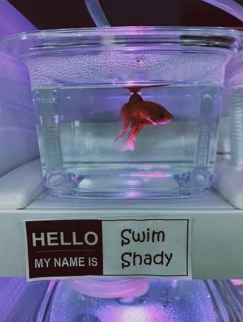 Swim Shady Goldfish Pun