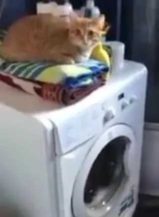 Кот на стиральной машине