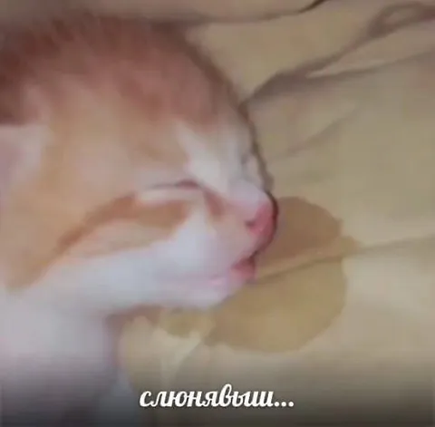 Кот слюнявит во сне