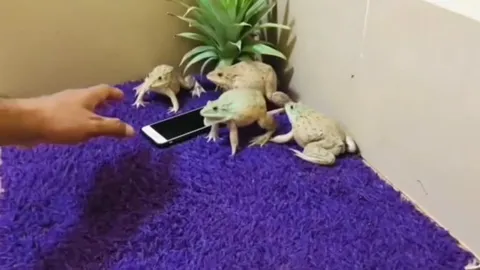 Лягушки охраняют телефон