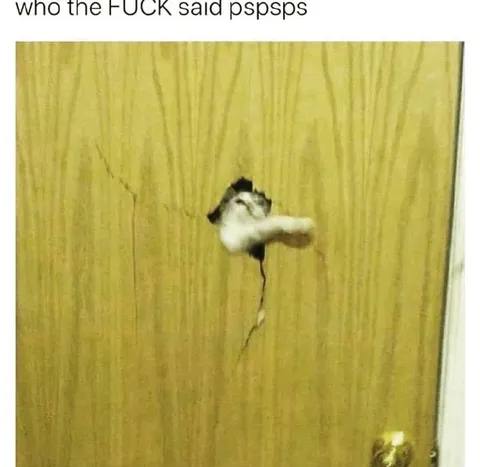 Who the FUCK said pspsps