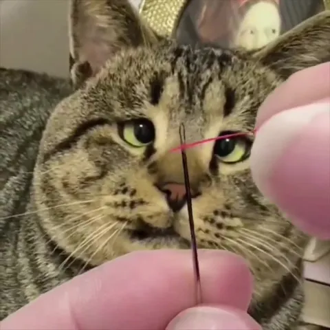 Коту ниткой меряют глаза