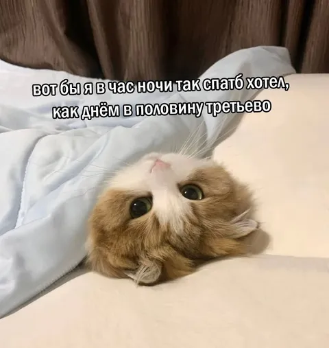Кот хочет спать ночью