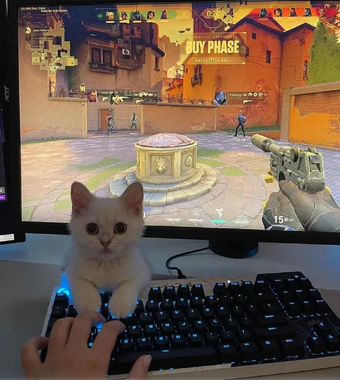 Котёнок играет в Valorant
