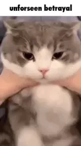 Unforseen Betrayal Cat