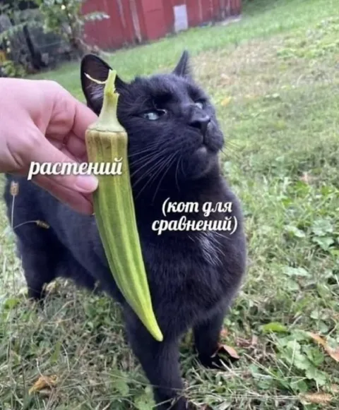 Кот для сравнений с растением