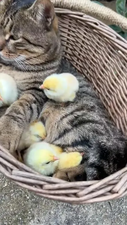 Кот, усыновивший цыплят