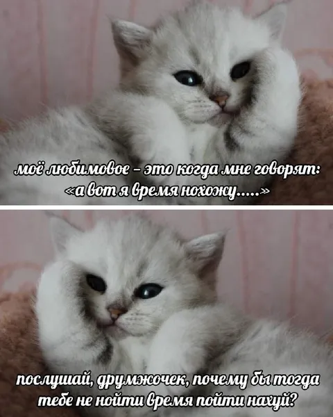 Кот, которому нашли время
