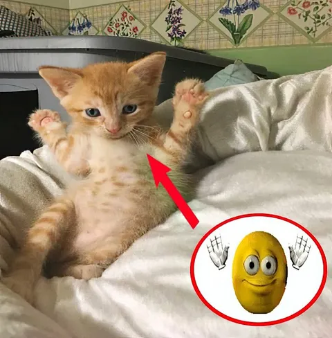 Котёнок с поднятыми лапками