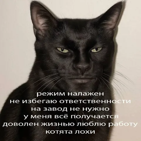 Чёрный кот доволен жизнью