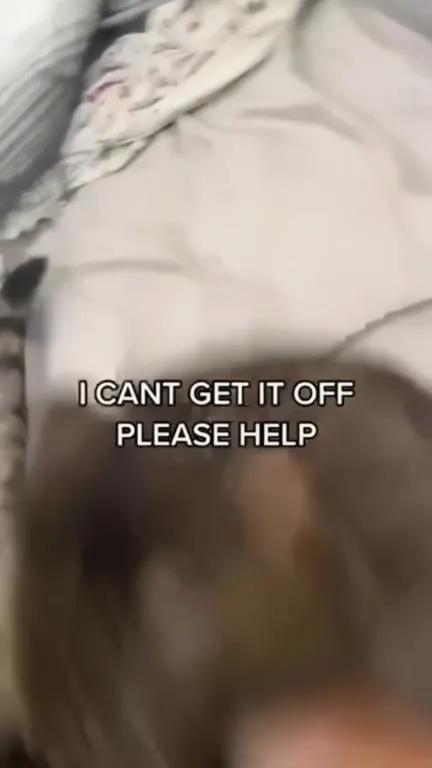 Cat Trapped in a Shirt