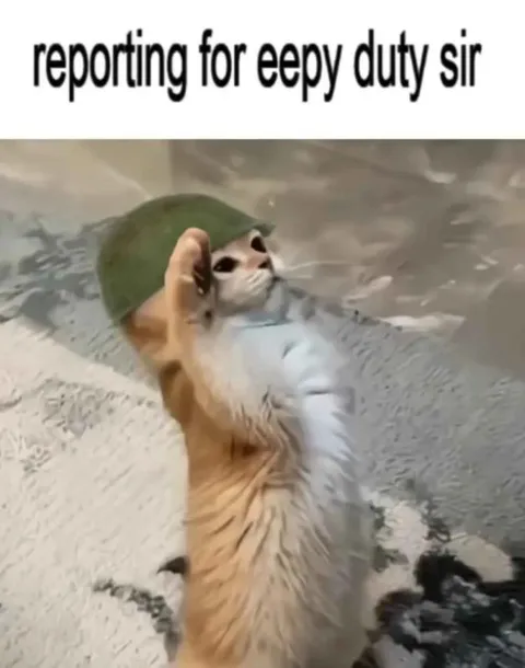 Cat Reporting for Duty