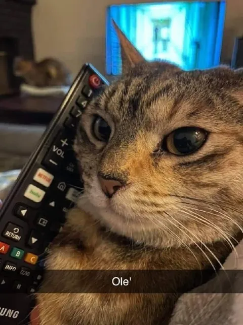 Cat Holding the Remote