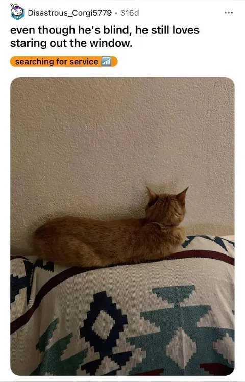 Blind Cat Staring Out Window