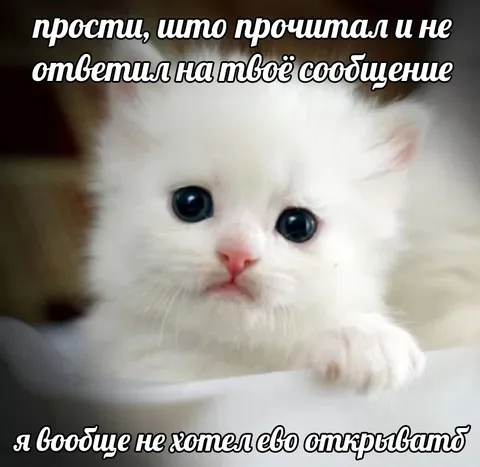 Котёнок не хотел открывать сообщение