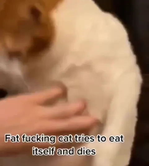 Fat Cat Tries to Eat Itself