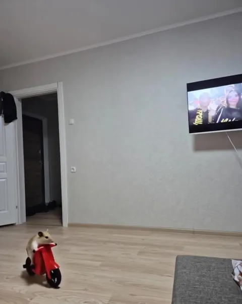 Хомяк на красном мотоцикле