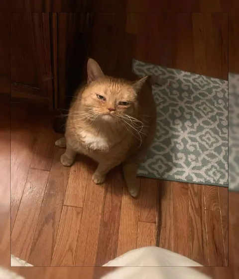 Недовольный рыжий кот