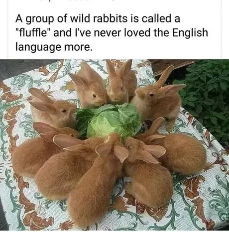 Rabbit Fluffle Around Cabbage