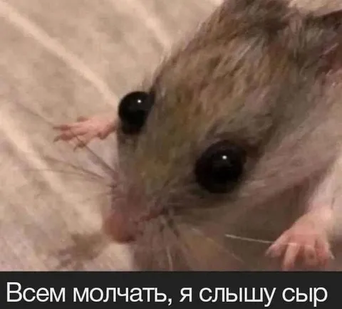 Всем молчать, я слышу сыр