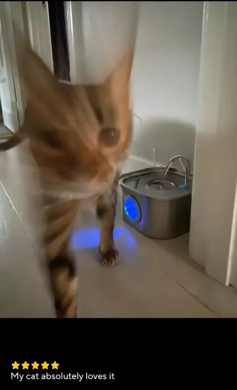 Cat Absolutely Loves It