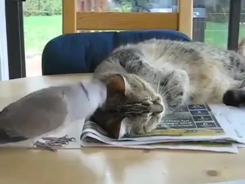 Голубь будит спящего кота