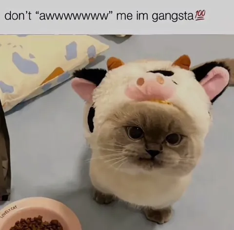 Don’t Aww Me, I’m Gangsta
