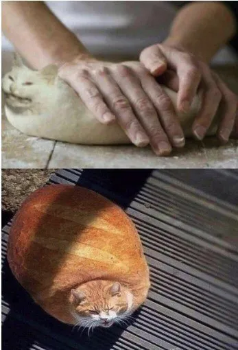 Кот или хлебный батон