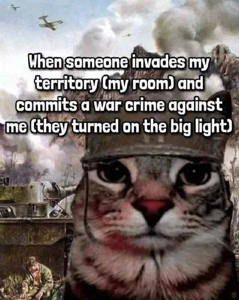 Cat Declares War Over the Light