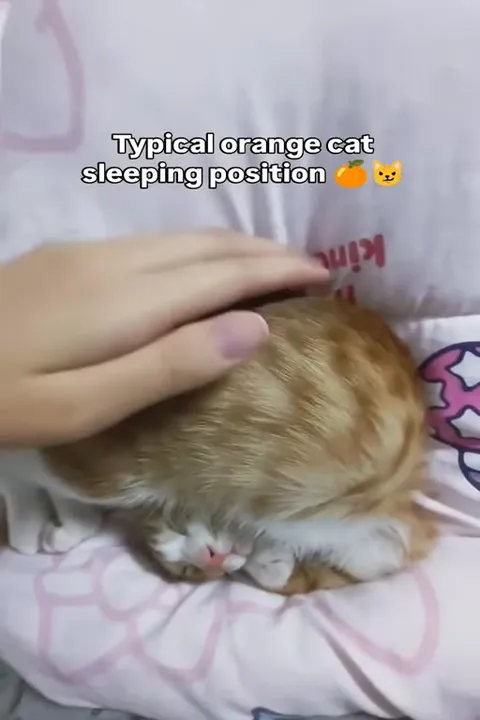 Typical Orange Cat Sleeping Position
