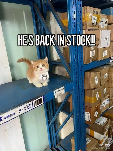 He’s Back in Stock Cat