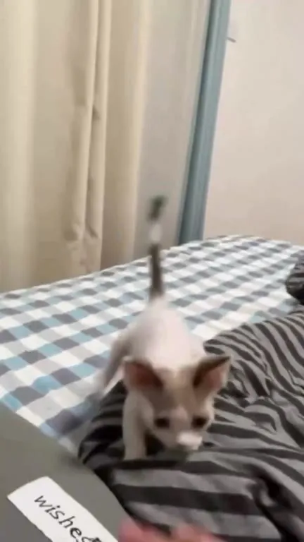 Kitten Comes When You Knock