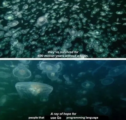 Jellyfish Give Go Programmers Hope