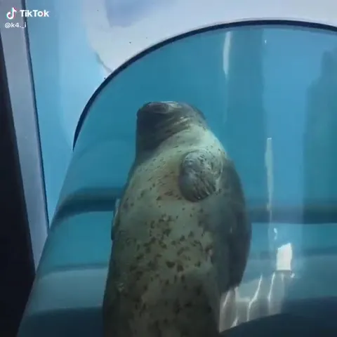 Тюлень в панике