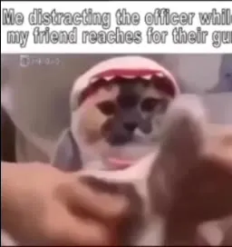 Distracting the Officer With a Cat