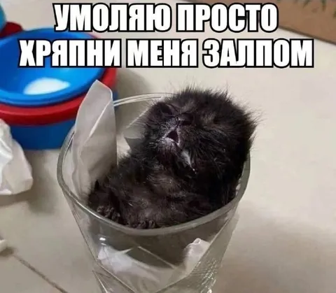 Котёнок в стакане
