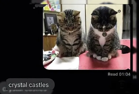 Crystal Castles Cats