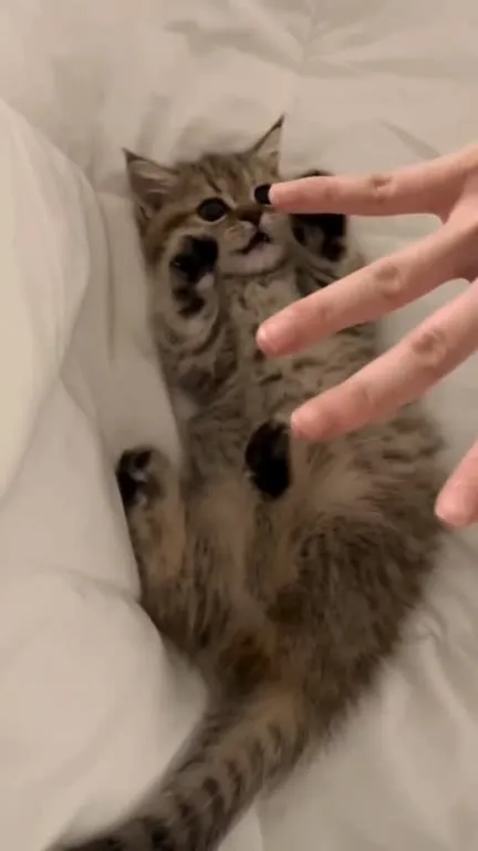 Котёнок отбивается от руки