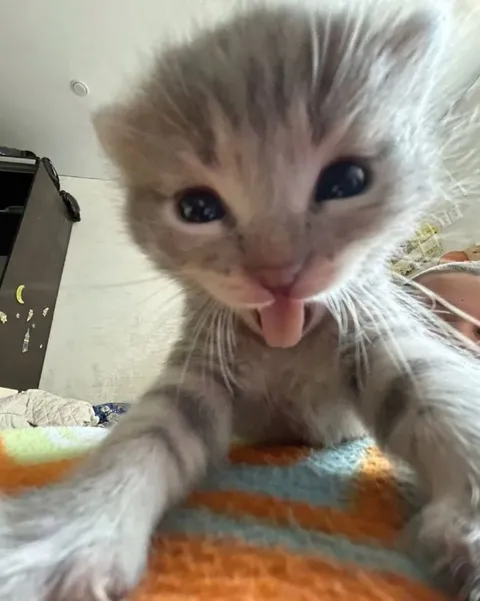 Котёнок показывает язык