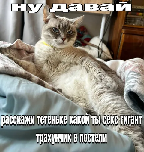 Кот секс-гигант в постели