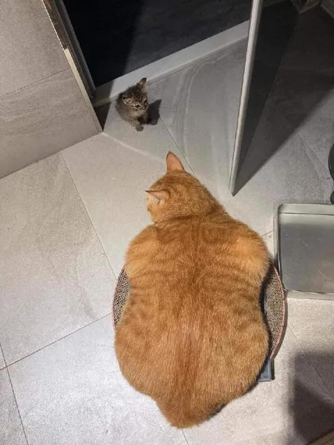 Большой кот и маленький котёнок