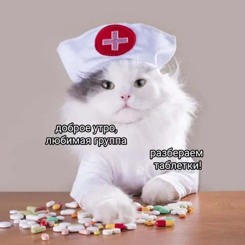Кот-медсестра разбирает таблетки